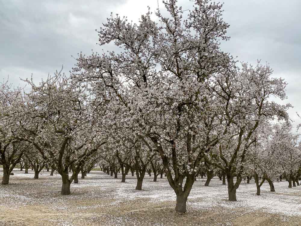 Central California blooming almond trees