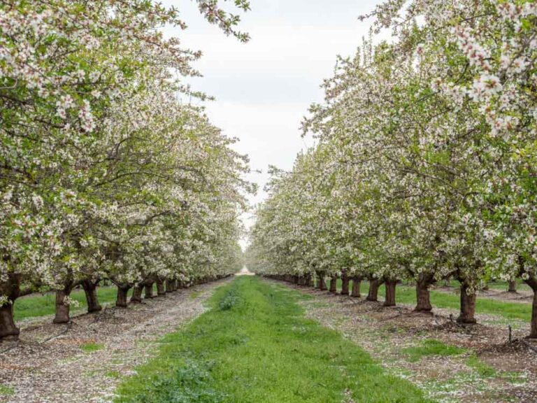 How to Experience California's Blooming Almond Orchards