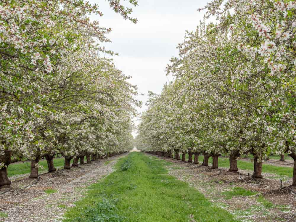 Row of blooming almond trees in California Modesto