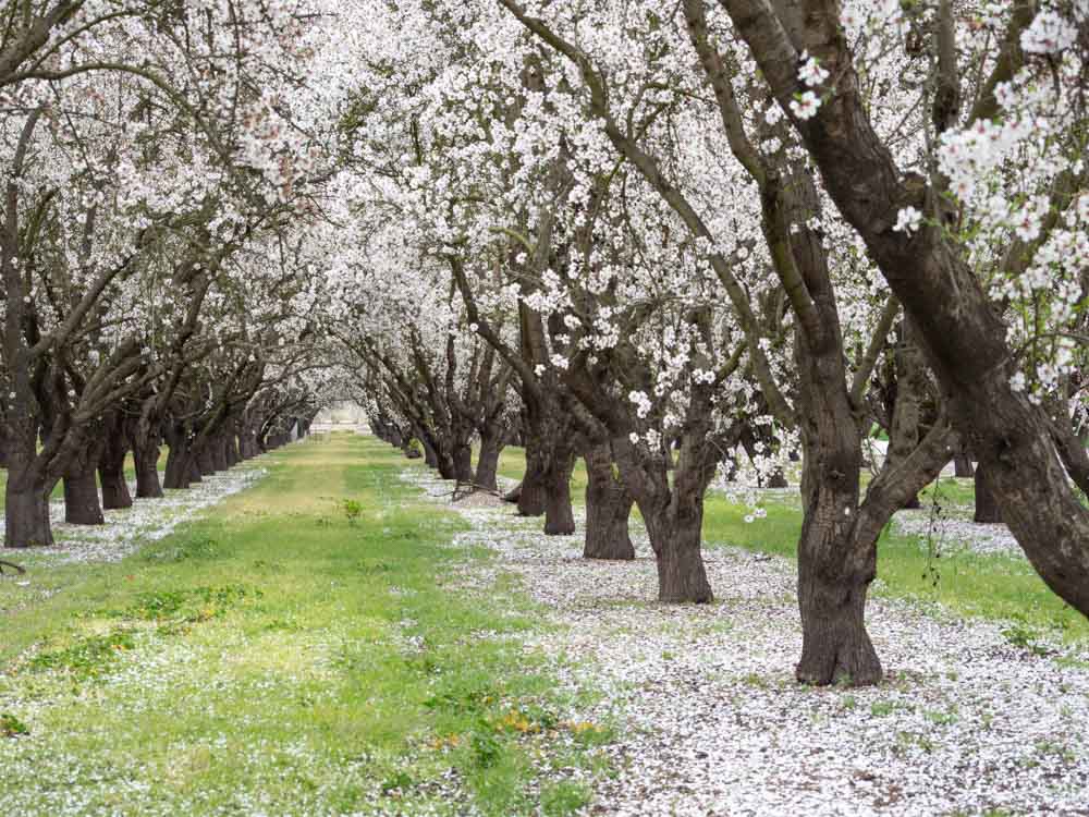 Grove of blooming almond trees in central california