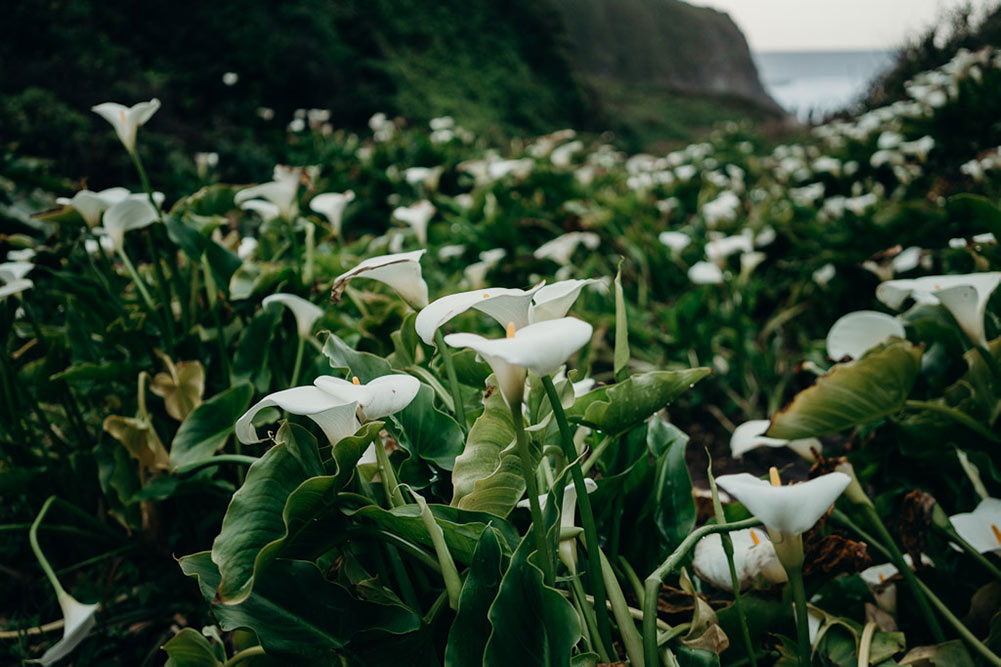 Calla Lily valley big sur carmel. white flowers