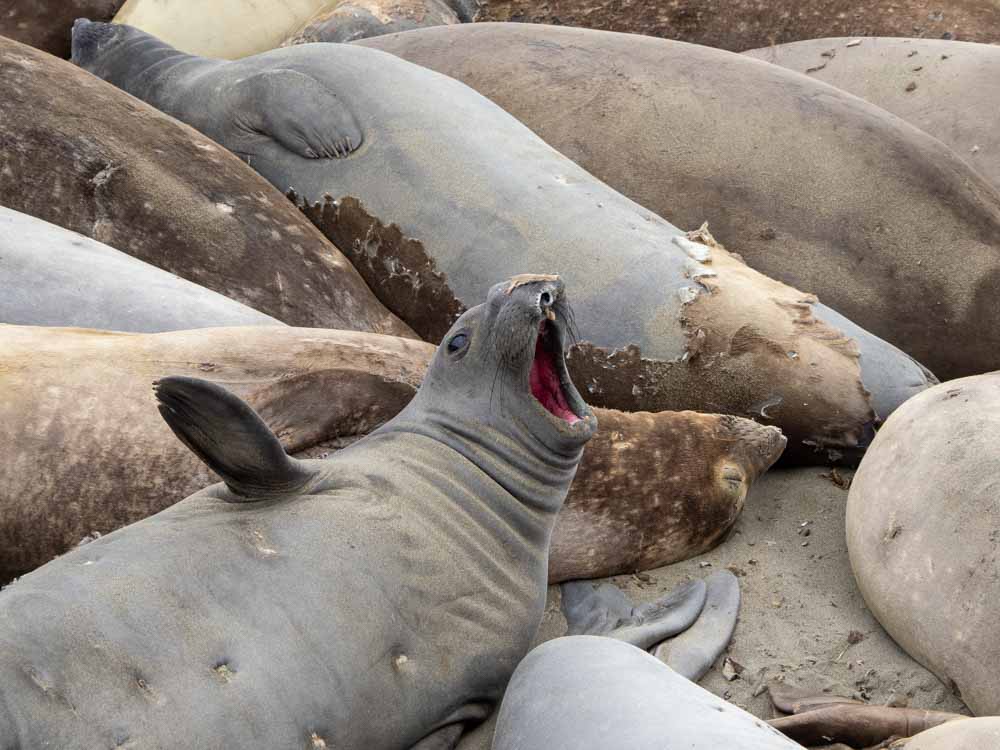 Mouthy elephant seals at Piedras Blancas California