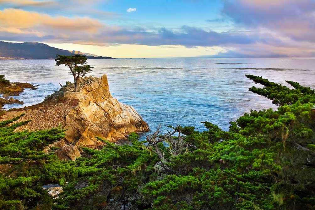 17 mile drive Carmel California Cypress tree