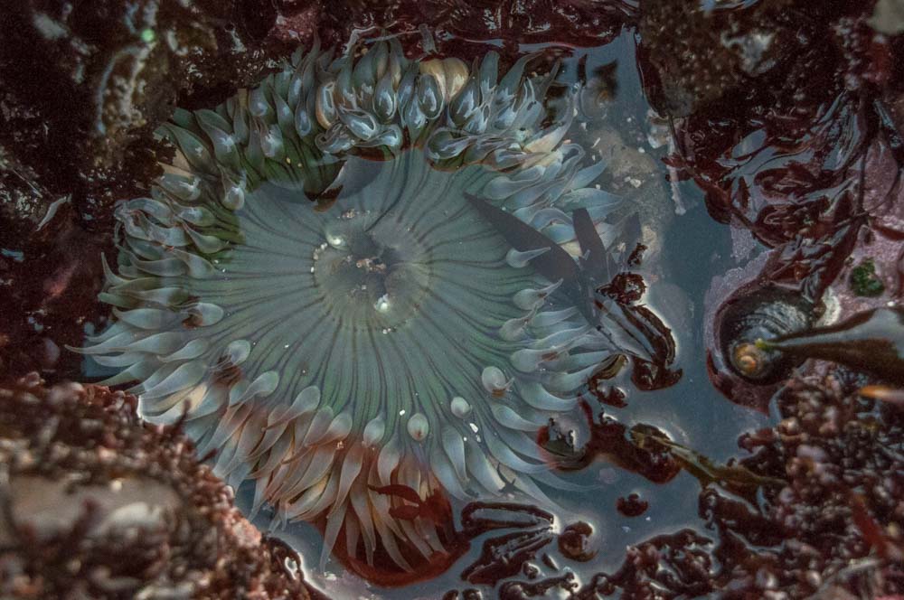 Fitzgerald Marin Reserve in Montara sea anemone