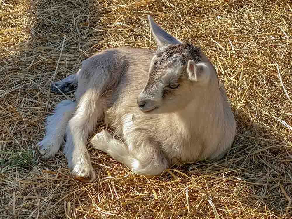 Harley Farms goats in Pescadero. baby goat laying down