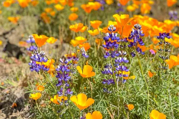 Lupin and Poppy blooming on Table Mountain California