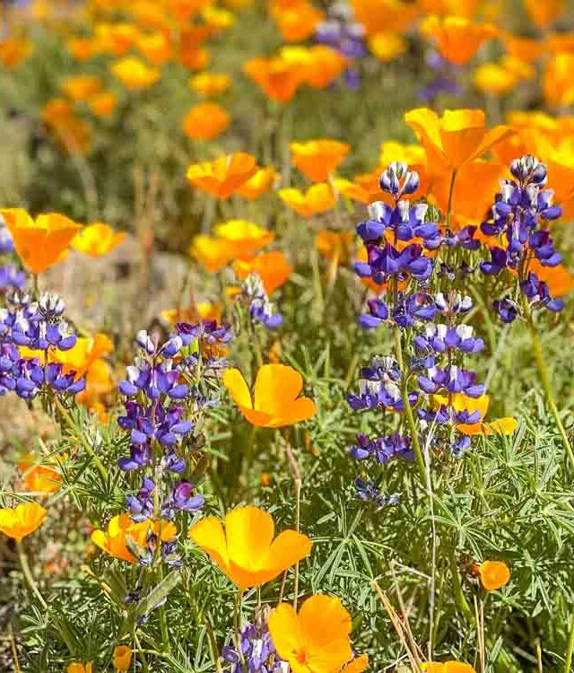 Hike the Spring Wildflowers Table Mountain in Oroville – webstory