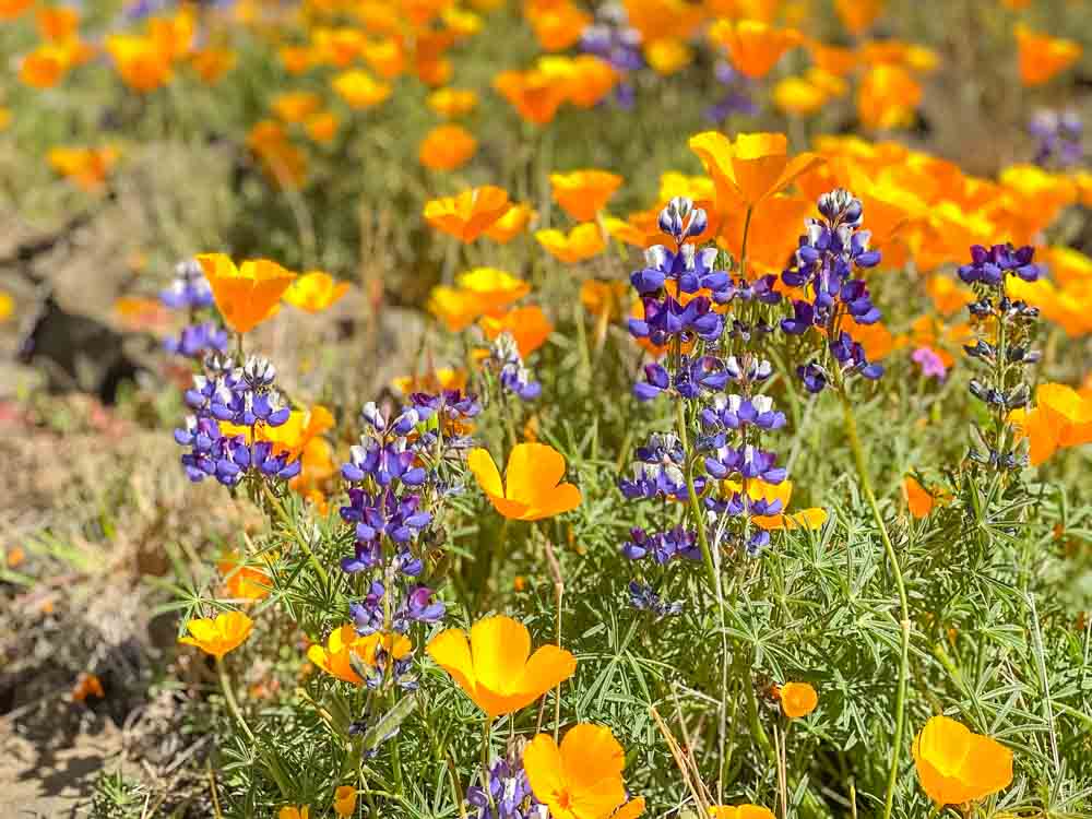 Lupin and Poppy blooming on Table Mountain California