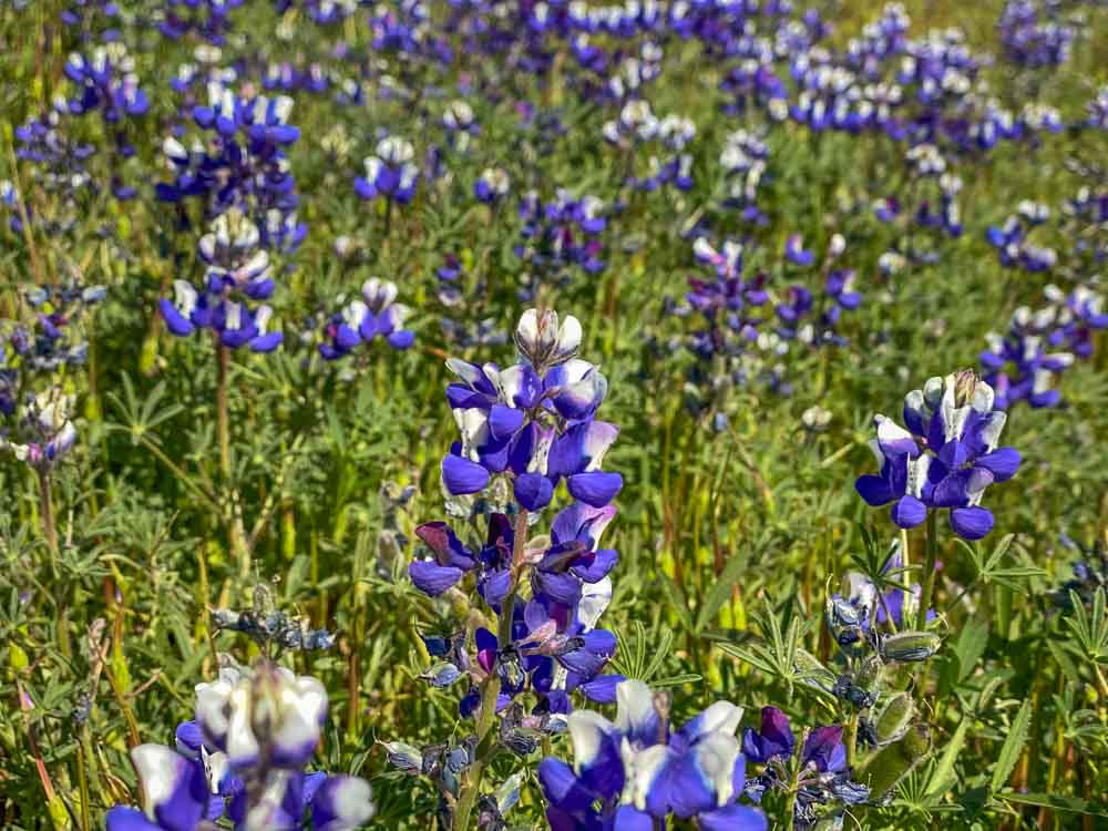 North Table Mountain Lupin wildflower blooming