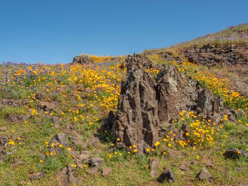 How to Take a Wildflower Hike on North Table Mountain in Oroville