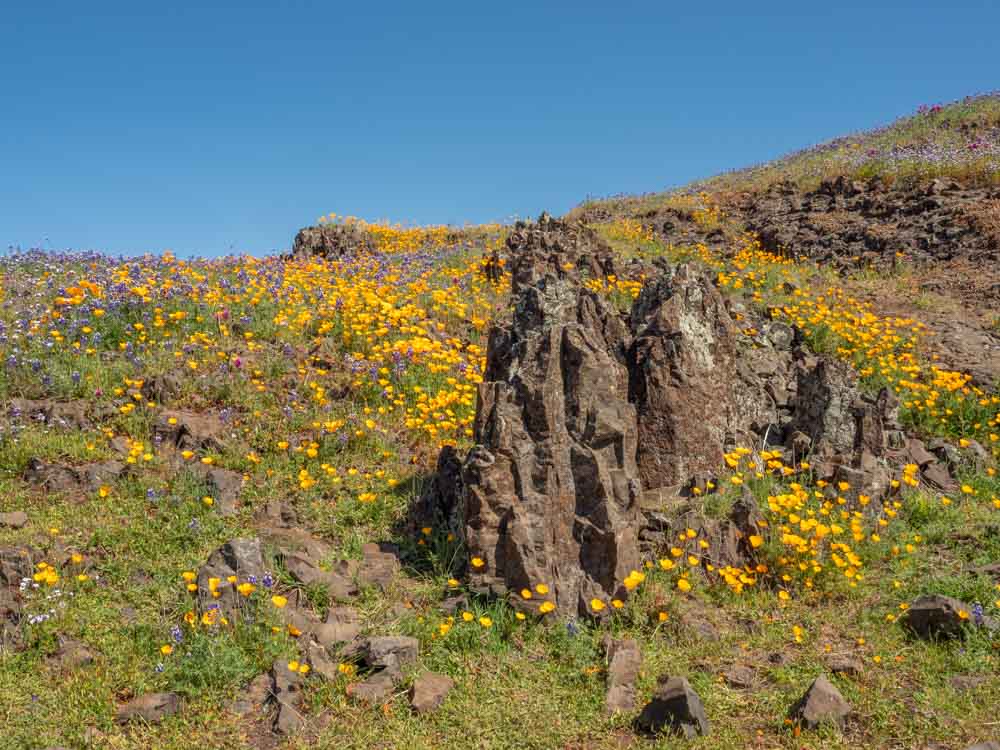 Lava mound with blooming poppies in Oroville