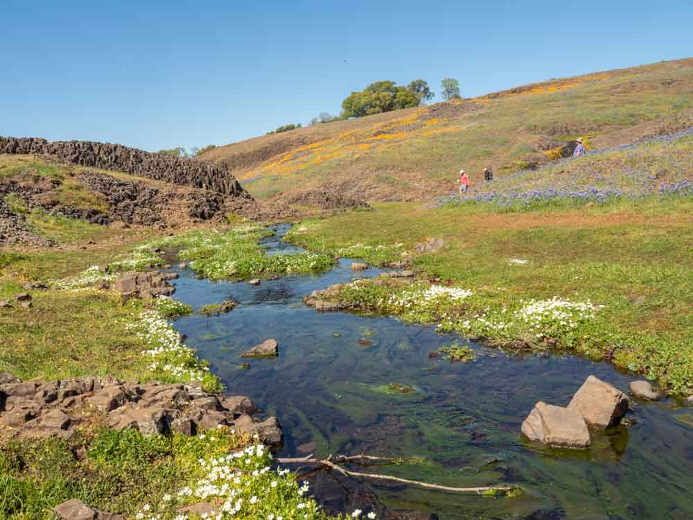 North Table Mountain Oroville: Stream and wildflowers