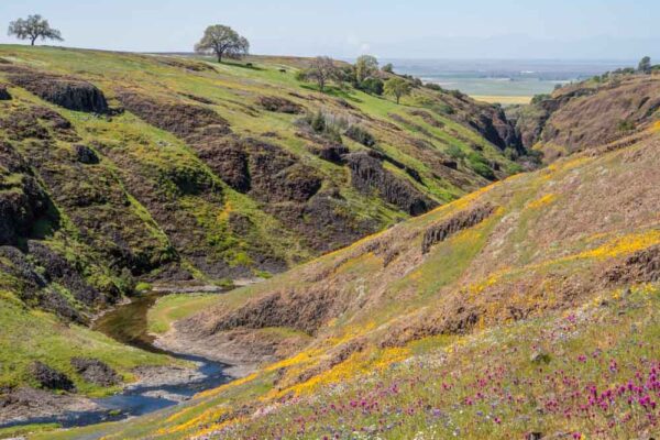 Oroville Table Mountain- Beatson Canyon Wildflower view. Ravine with creek