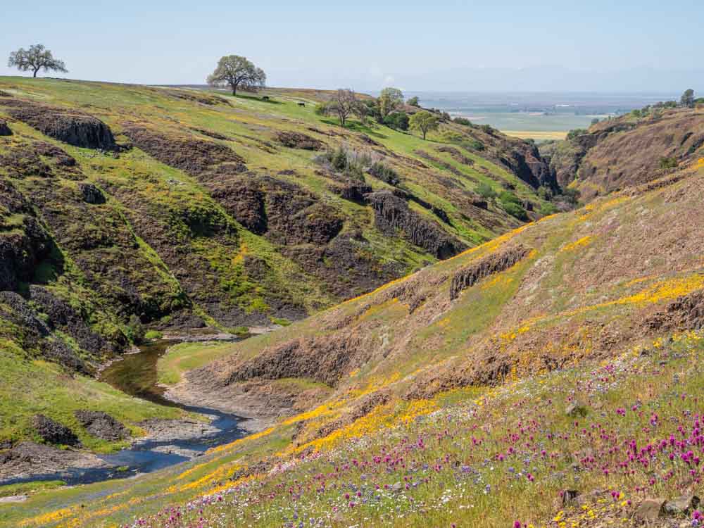 Oroville Table Mountain- Beatson Canyon Wildflower view. Ravine with creek