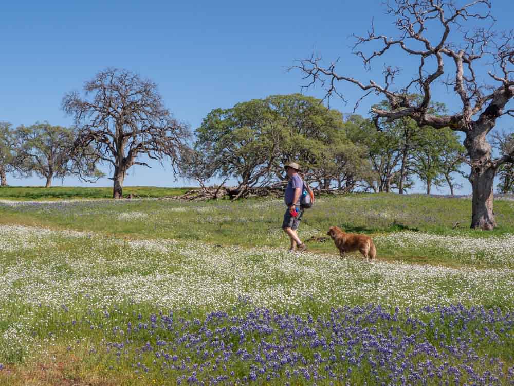 North Table Mountain Hiking with dog through wildflowers and trees