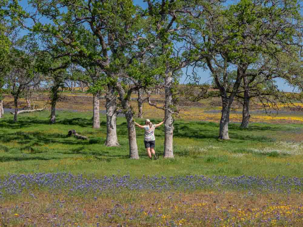 North Table Mountain hiking- oak trees and wildflowers