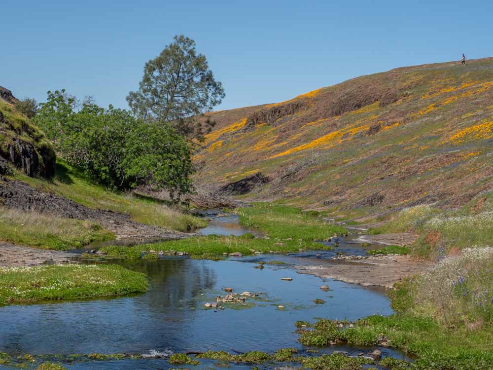 Table Mountain Upper Beatson Hollow. Creek and wildflowers