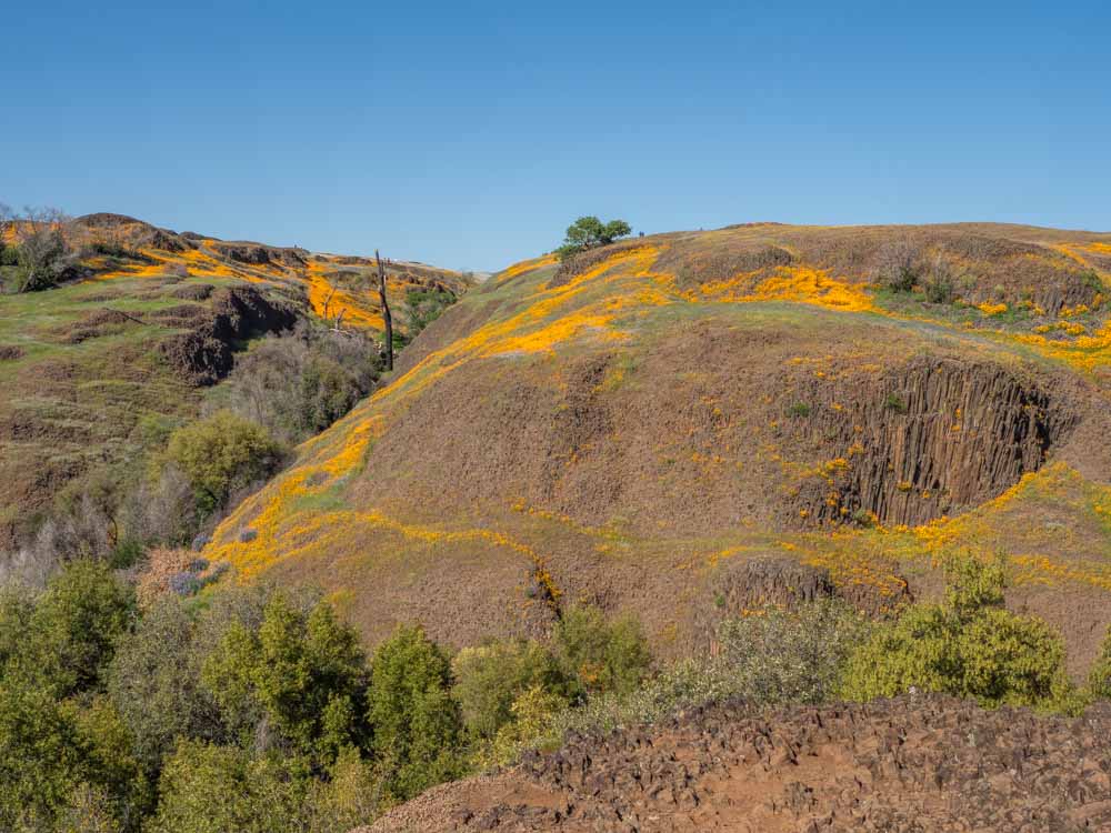 Poppys blooming on the Phantom Falls hike on Table Mountain California