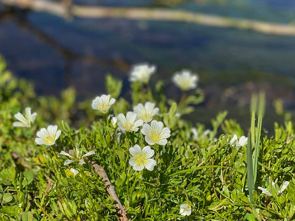 Blooming meadowfoam flowers on Table Mountain in California