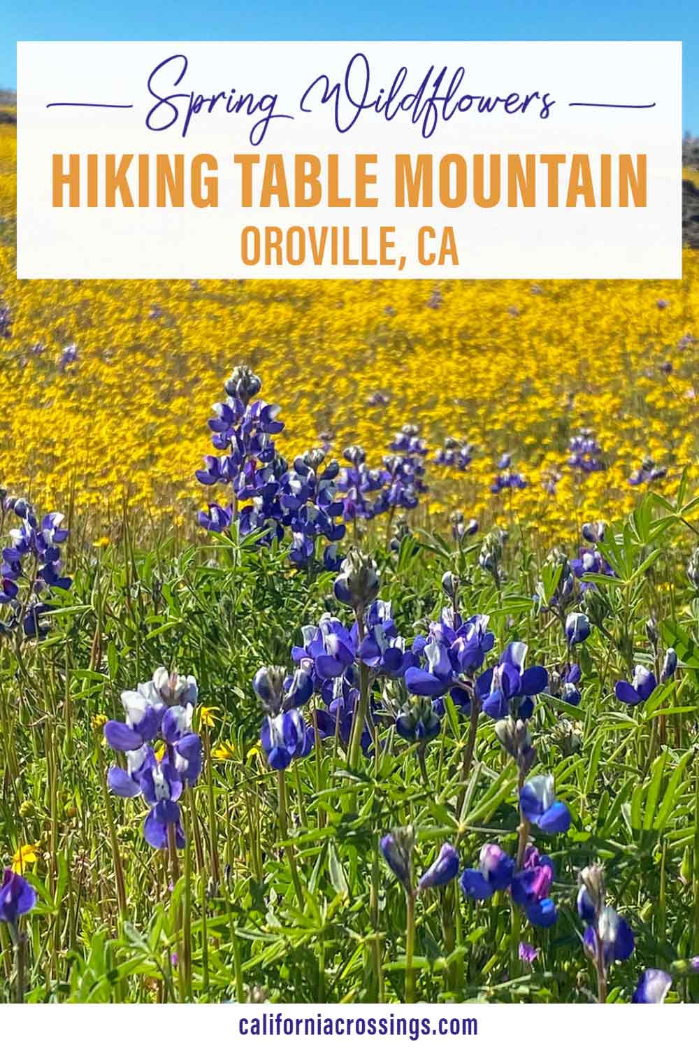 How to Take a Wildflower Hike on North Table Mountain in Oroville