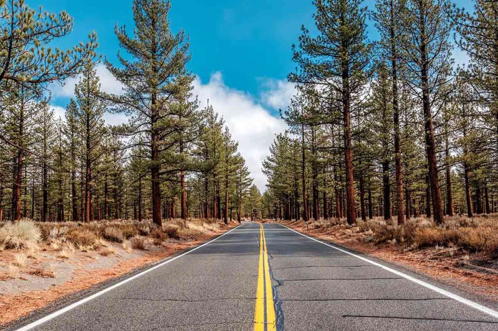 A California scenic road- with pine forest