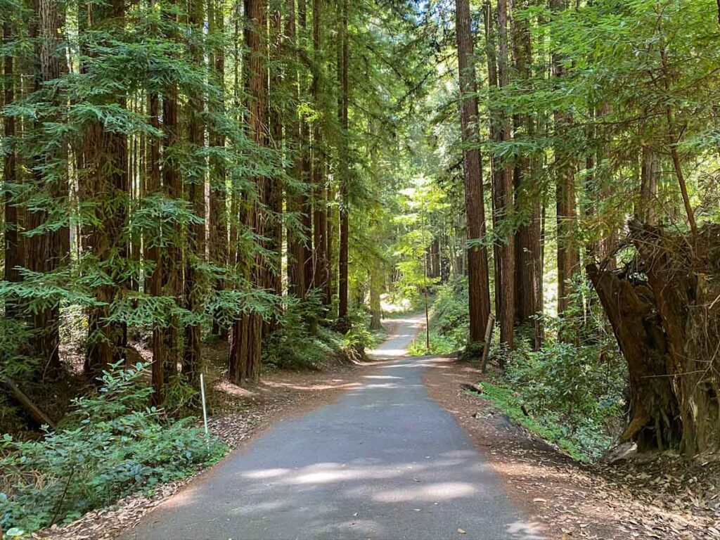 Henry Cowell State Park redwoods trail