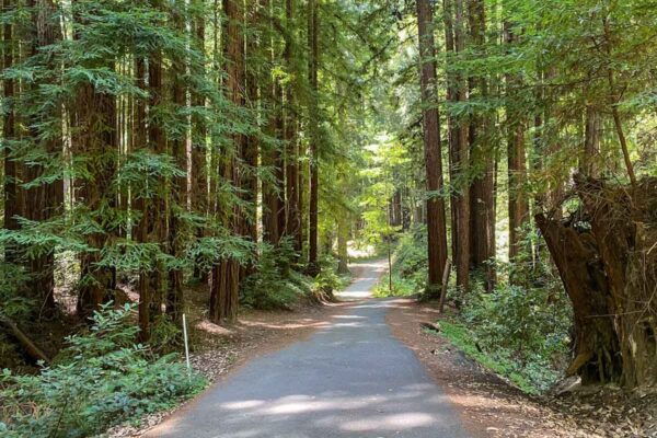 Henry Cowell State Park redwoods trail
