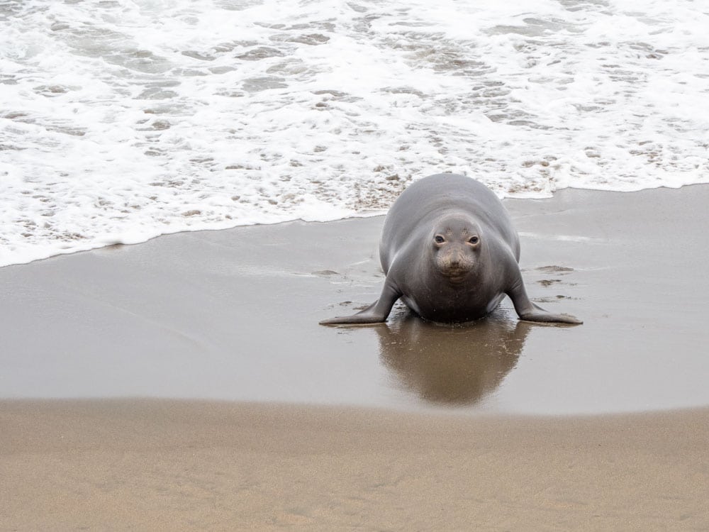 Piedras Blancas elephant seal rookery - female seal