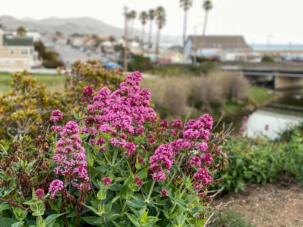 Cayucos, CA flowers and town