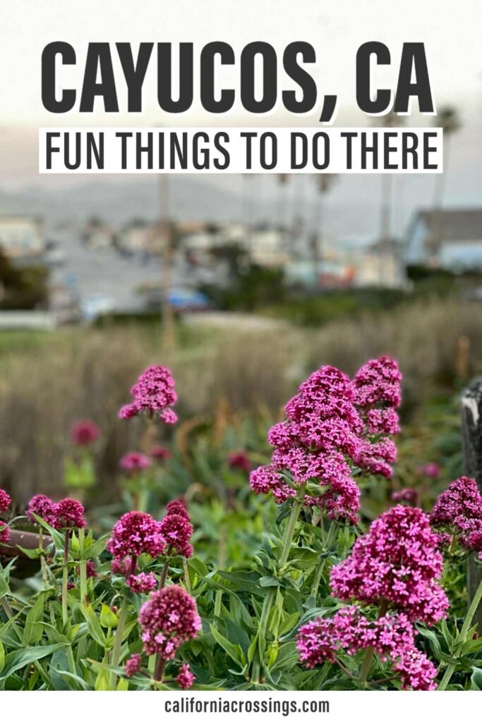 Fun things to do in Cayucos, CA