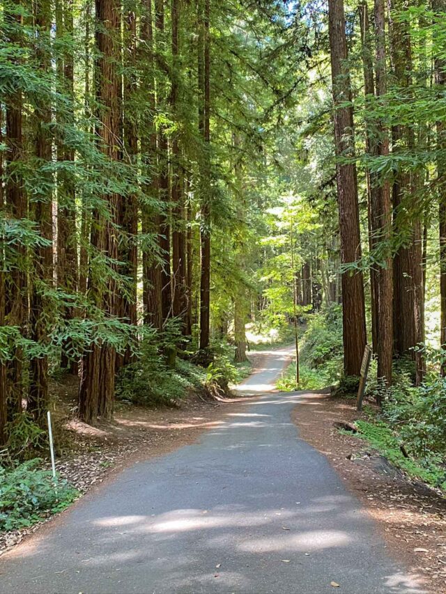 Visit California’s Giant Redwoods (story)