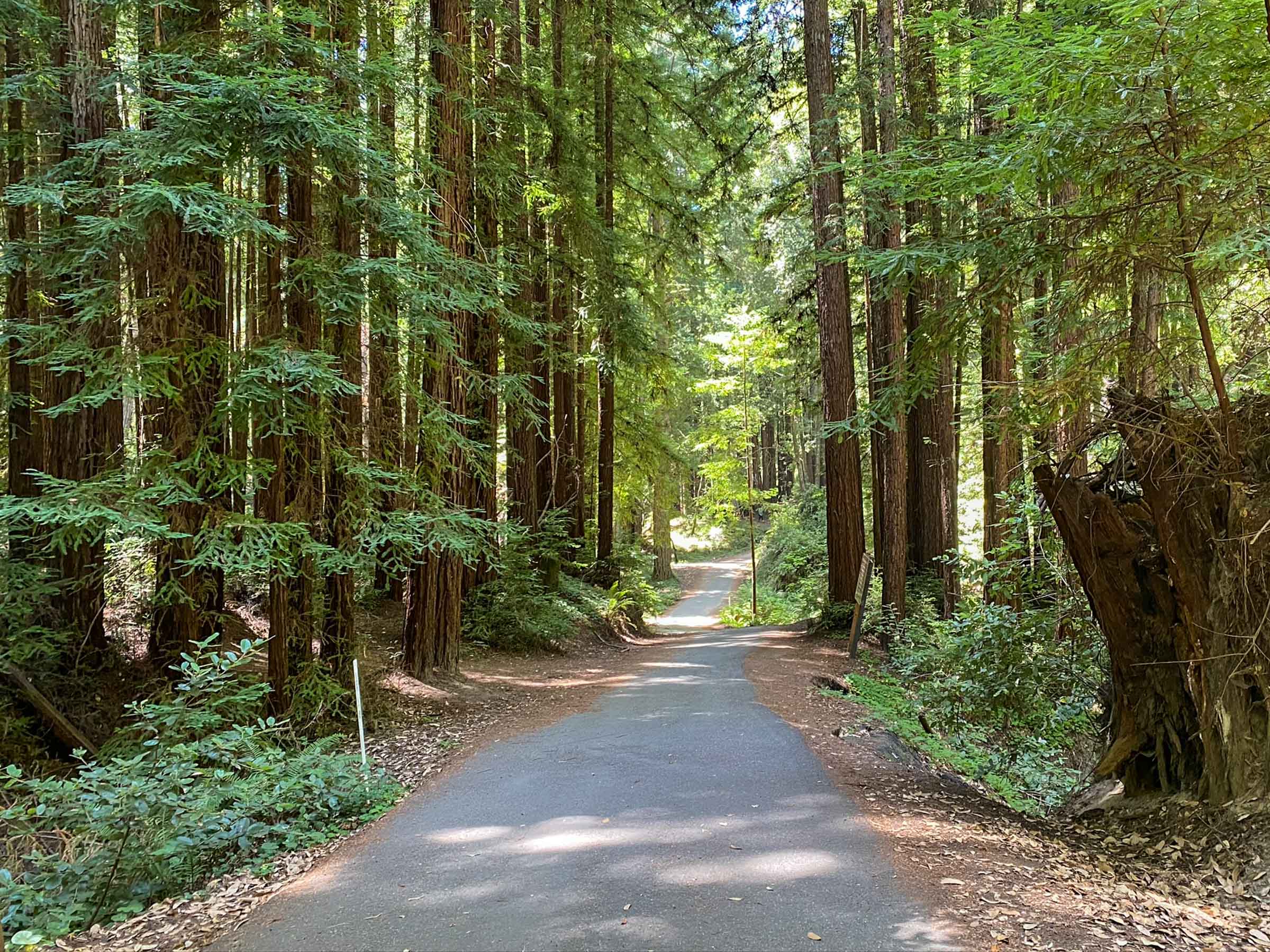 Redwoods Highway Drive WS