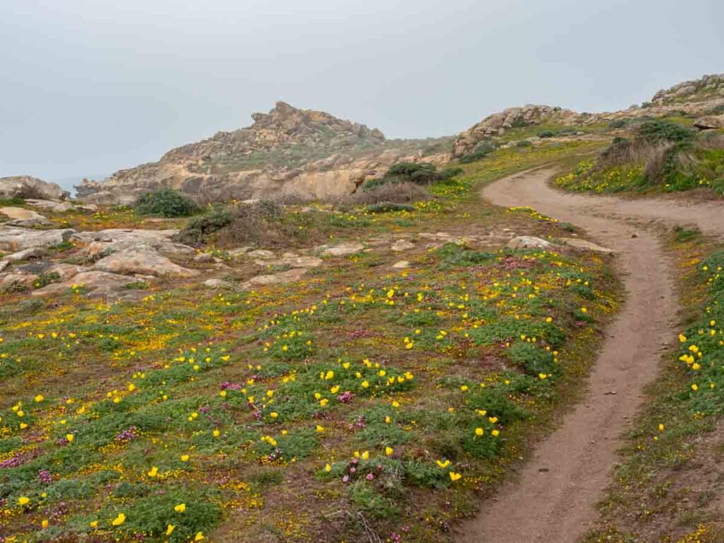 Coast path wildflowers at Salt Point SP