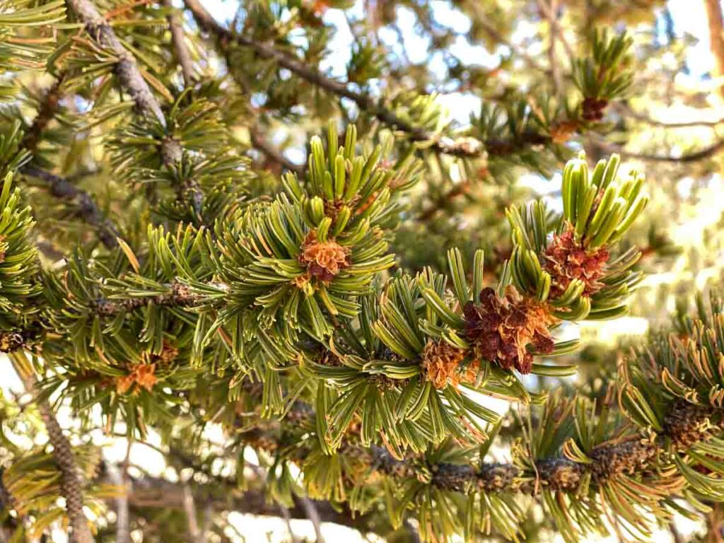 Bristle cone pine tree branches