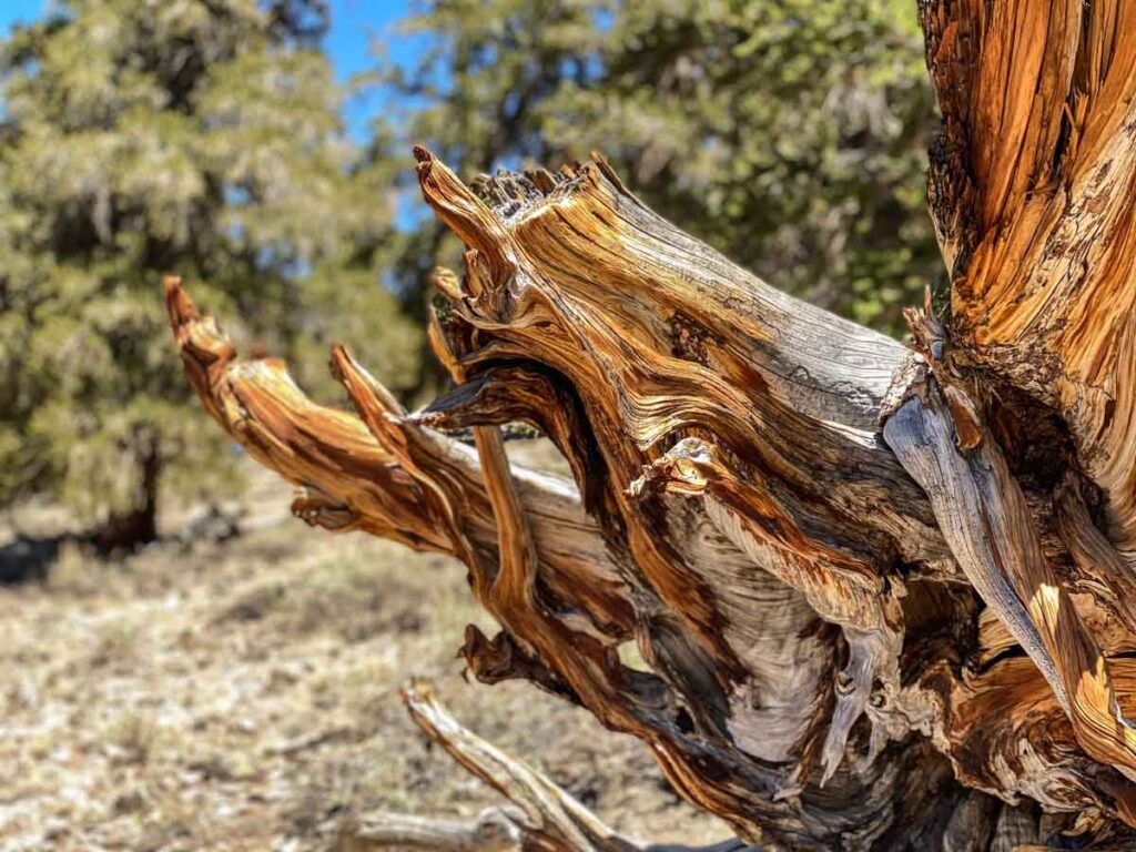 Ancient Bristle Cone pine tree branch