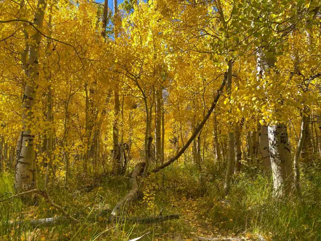 Convict Lake Eastern Sierras fall color aspens