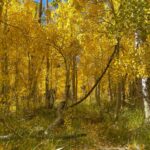 Where to Find Fall Color in the Eastern Sierras: 22 Leafy Locations