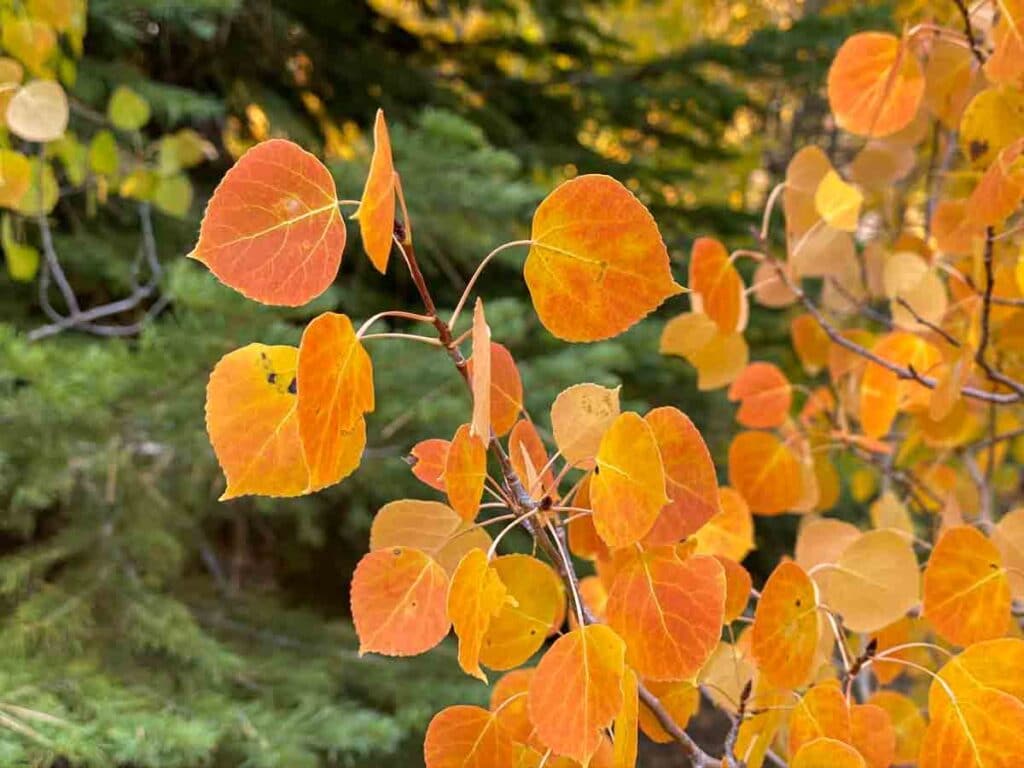 Aspen leaves Lee Vining Creek