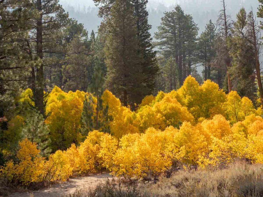 Fall color on Highway 120 Lee Vining