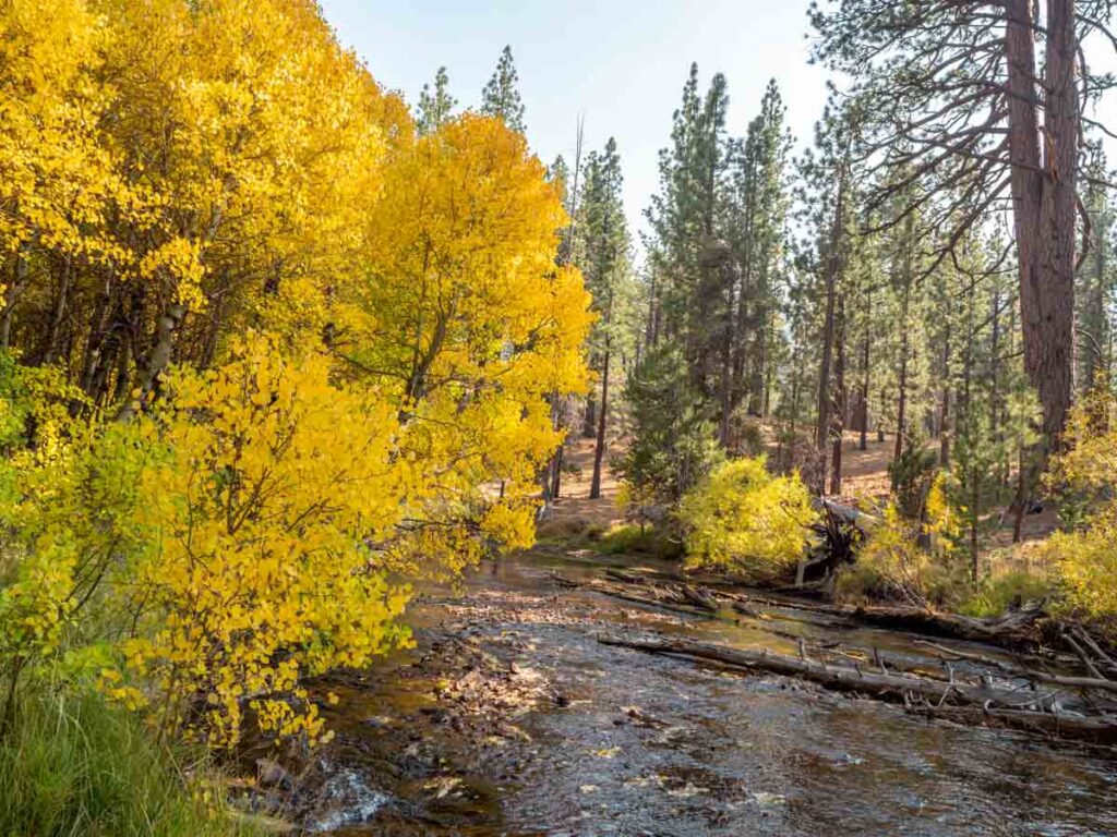 Aspen leaves Lee Vining Creek