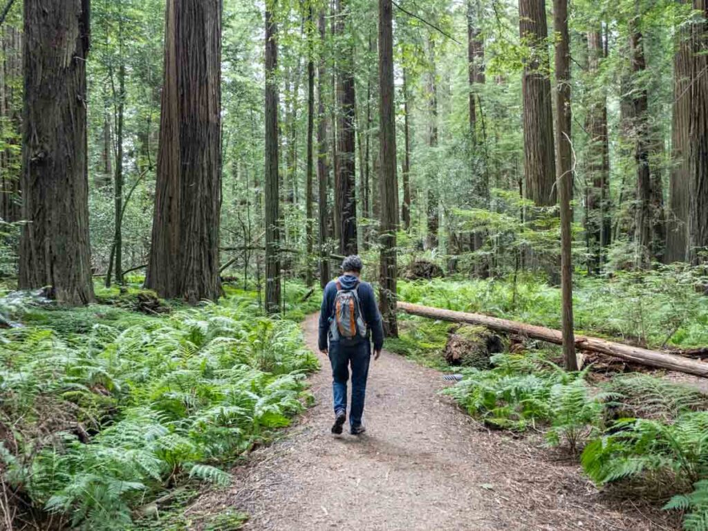 Pathway Avenue of the Giants male hiker