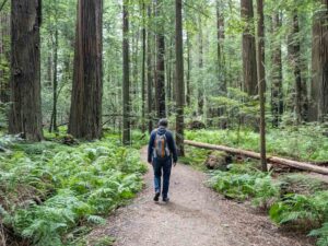 The Closest Airport to Redwood National Park (It's Complicated!)