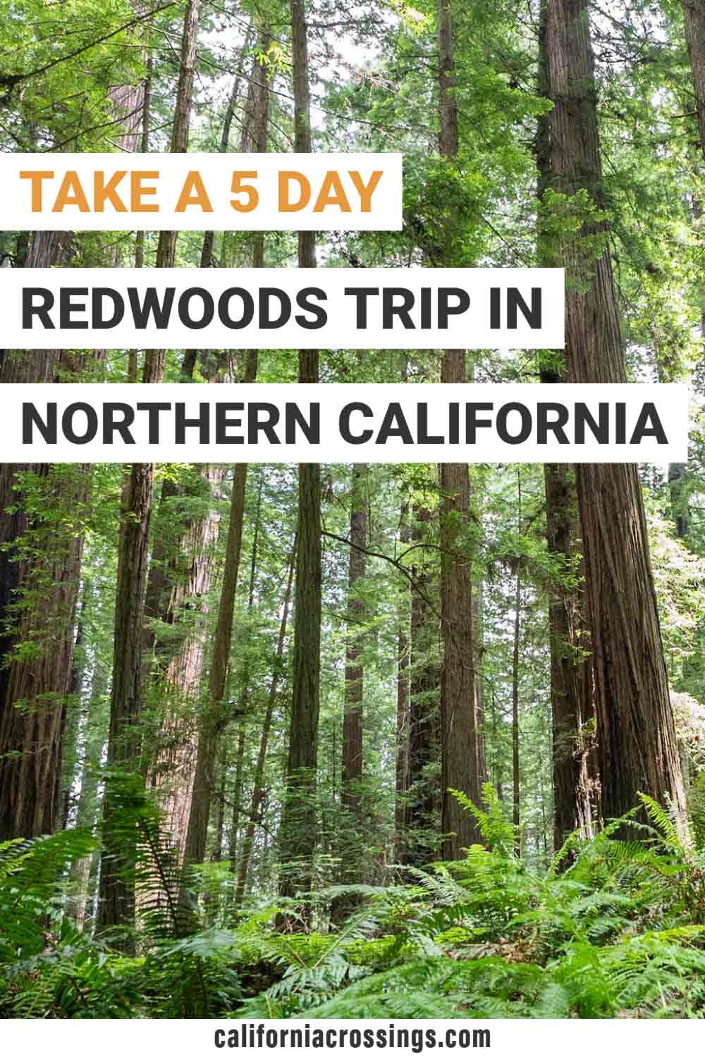 redwoods road trip itinerary