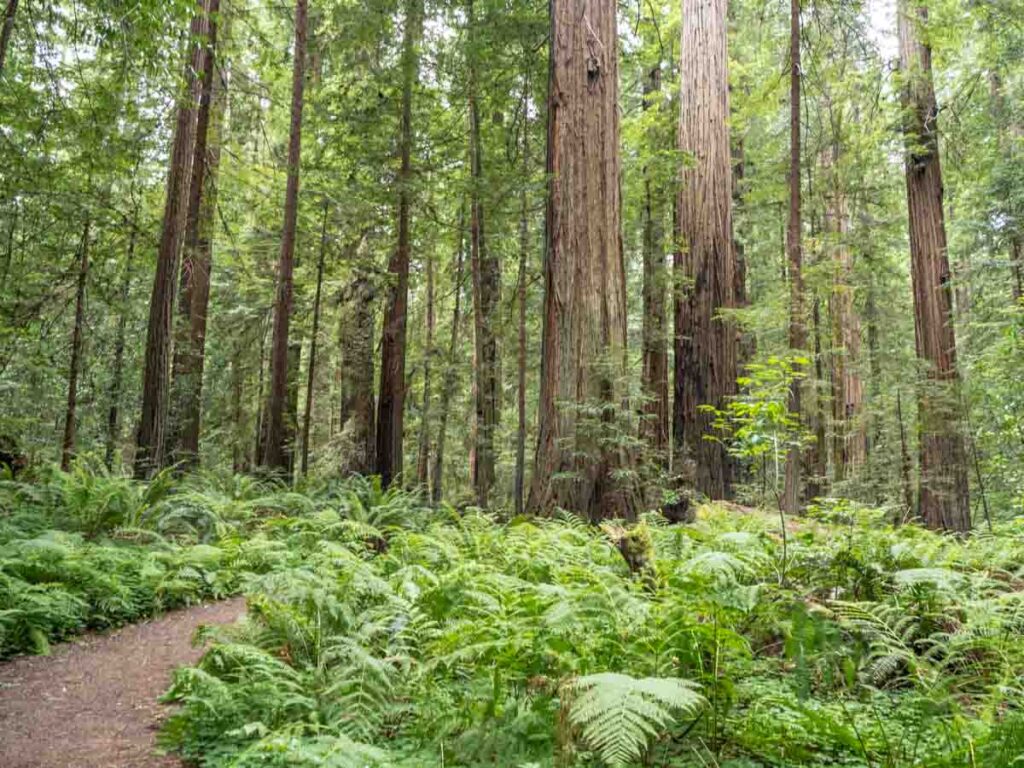 Path way in the Avenue of the Giants Redwood grove