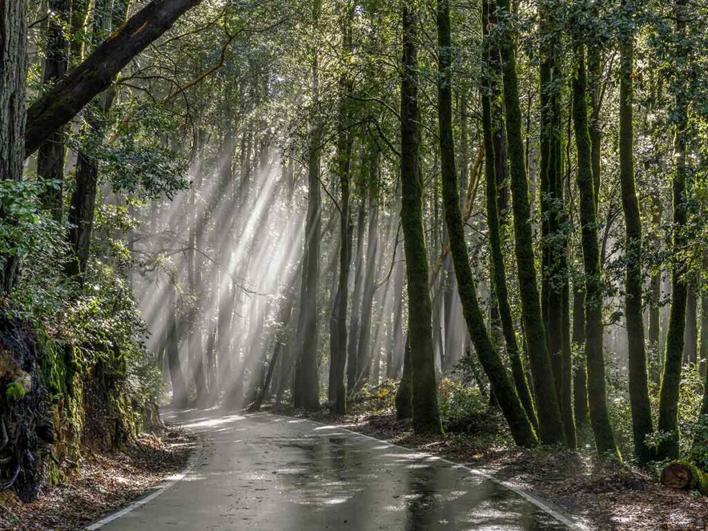 California Redwood parks: Big Basin SP. forest, road and light