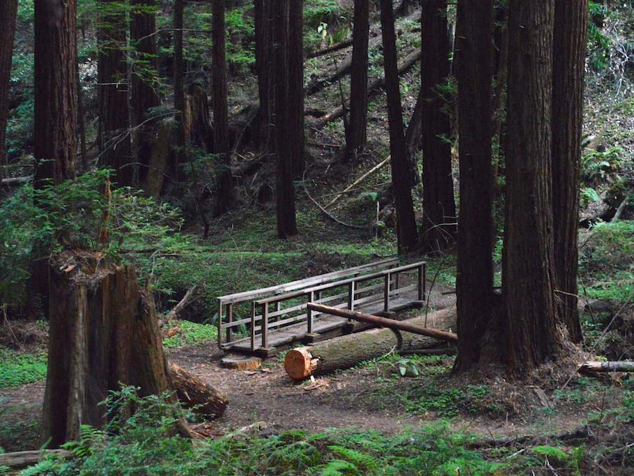 Butano State Park Bridge and redwood forest