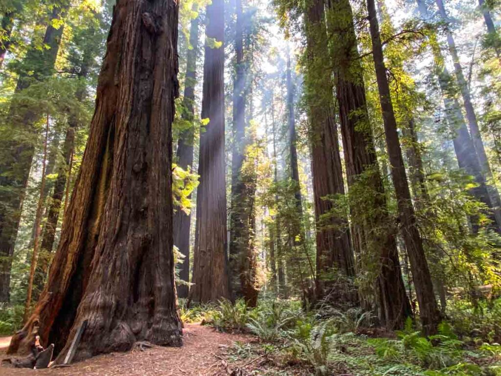 California Redwood Parks: Humboldt State Parks. forest with light