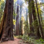 All 43 California Redwood Parks: Full Guide & Map