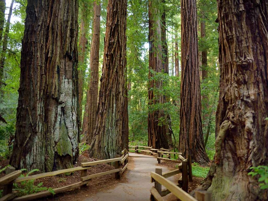 CA Redwood parks: Muir Woods National Monument. trail and redwoods