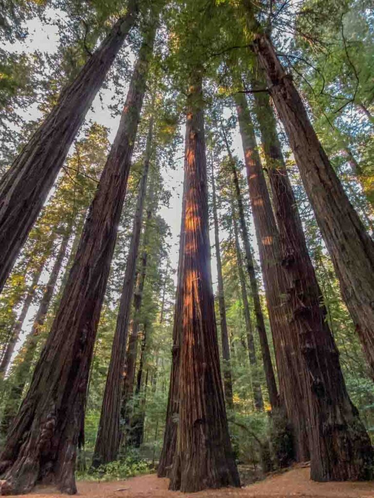 Coast Redwoods in Humboldt Redwoods State Park